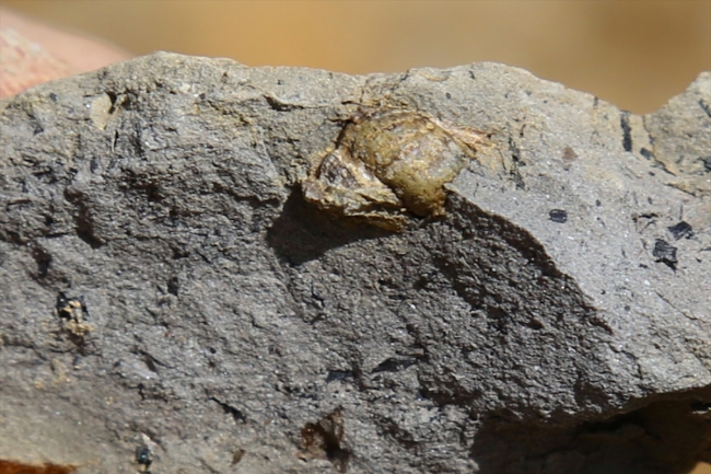 Türkiye'de ilk kez 'doğal kehribar' tespit edilen saha inceleniyor